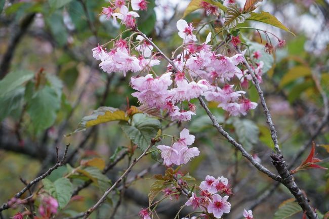 <br /><br />八月下旬上旬だとあたり一面満開の桜が鑑賞できるそうです。