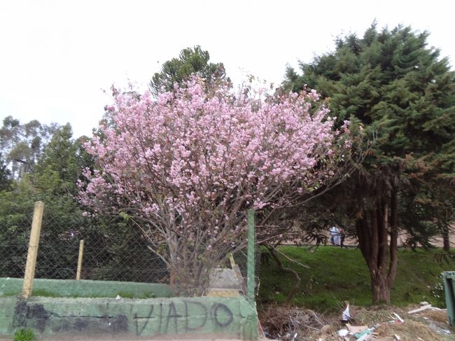 カンポスドジョルダン。<br /><br />サンパウロから気軽に行けるよい街でした。