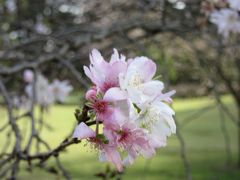 野川公園に入ると
桜が咲いていました