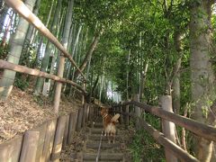 さて野川公園を抜け
すぐ隣の大沢の里にやって来ました

うっそうとした竹林を進みます
崖地帯なので、根がしっかりとした竹を植えたのでしょうか。
ここもとても東京とは思えない雰囲気です