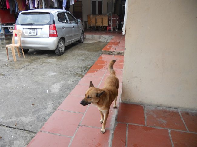 ８:００にホテルにピックアップ。<br />我が家の２名のみ。フォードのエクスプローラーらしき車。現地では、エベレストと言うらしい。<br />ホアルーまでは、約２時間。途中で寄ったお土産屋のわんこ。<br />ベトナム初わんこ。<br />車窓からは、牛やあひるがたくさん。中央分離帯で、牛が草を食べてました。<br />