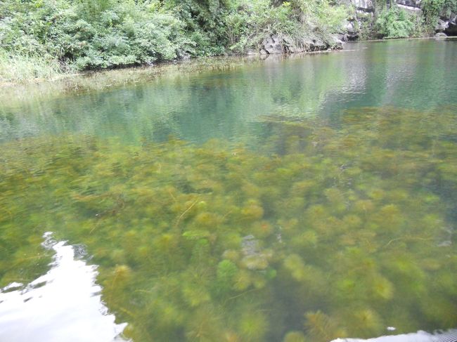 水はとてもきれい。<br />鯉みたいな魚が見えました。