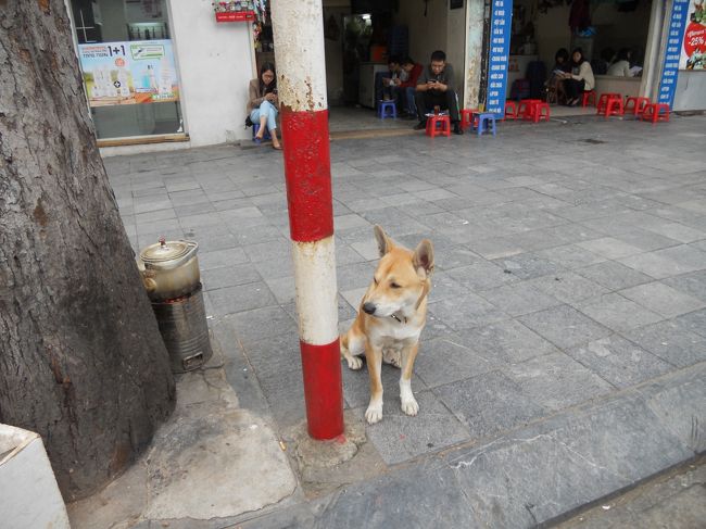 大教会の横の飲食店のわんこ。<br />懐っこくて、人気者でした。