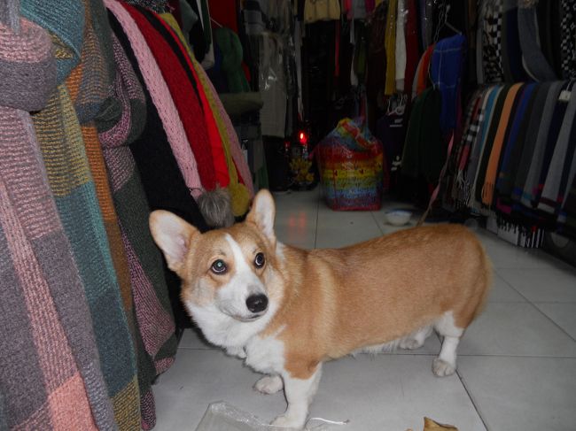 洋服屋さんで、コーギー発見！<br />ベトナムで、コーギーに会えるなんて感激！<br />写真を撮らせてもらい、我が家のコーギーの写真を見せる。<br />「コーギー！コーギー！」と、現地の人と意気投合？<br /><br />ベトナムに来ても、コーギーとスバル車に夢中。日本にいるときとやってること同じ。