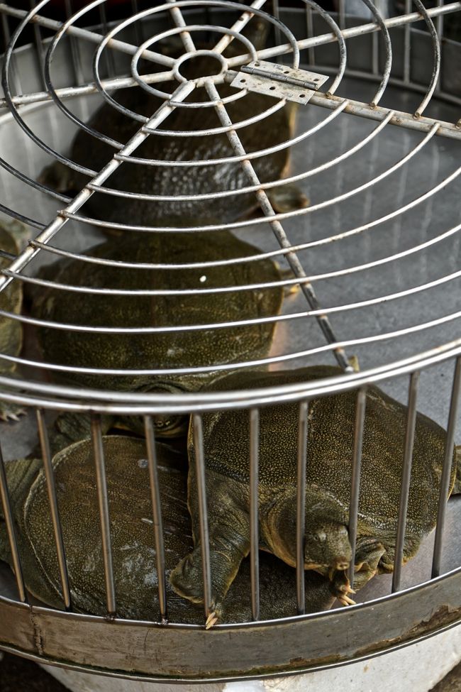 スッポンも取れるのか