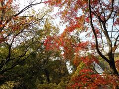 紅葉真っ盛りです。背景ははねたき橋。