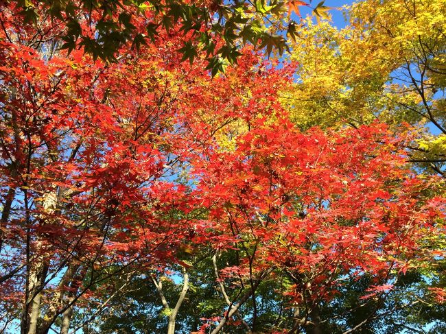 こんなにキレイな赤の木も