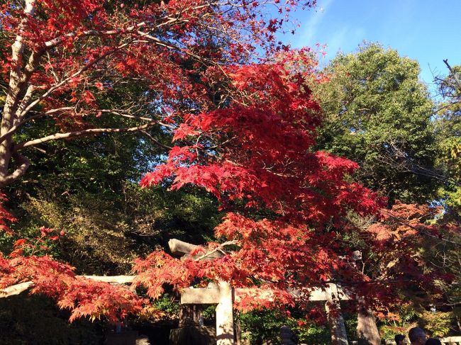 こちらはずいぶんと紅葉が進んでいますね