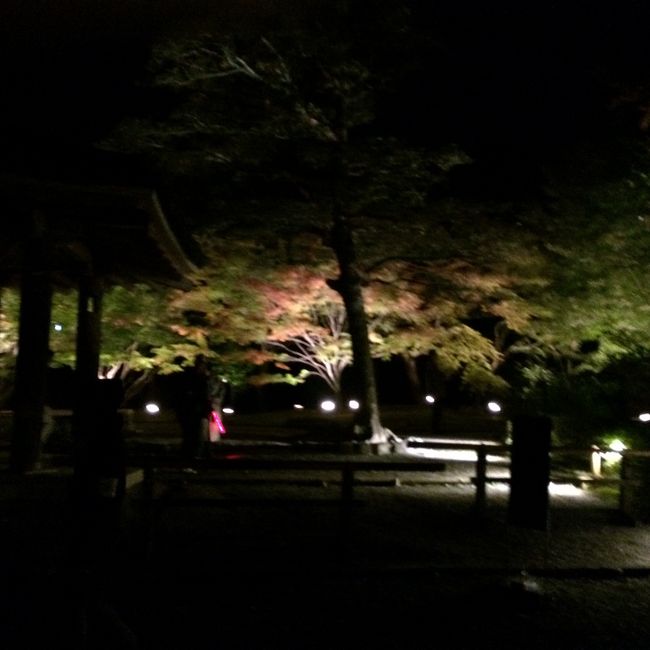 こちらの紅葉はまだ5分くらい<br /><br />宇治平等院を後にして帰路に着きました<br />移動ロスが多くてちょっともったいない感じがしましたが ツアーでしか行けない 平等院の夜間拝観が観れて良かったです