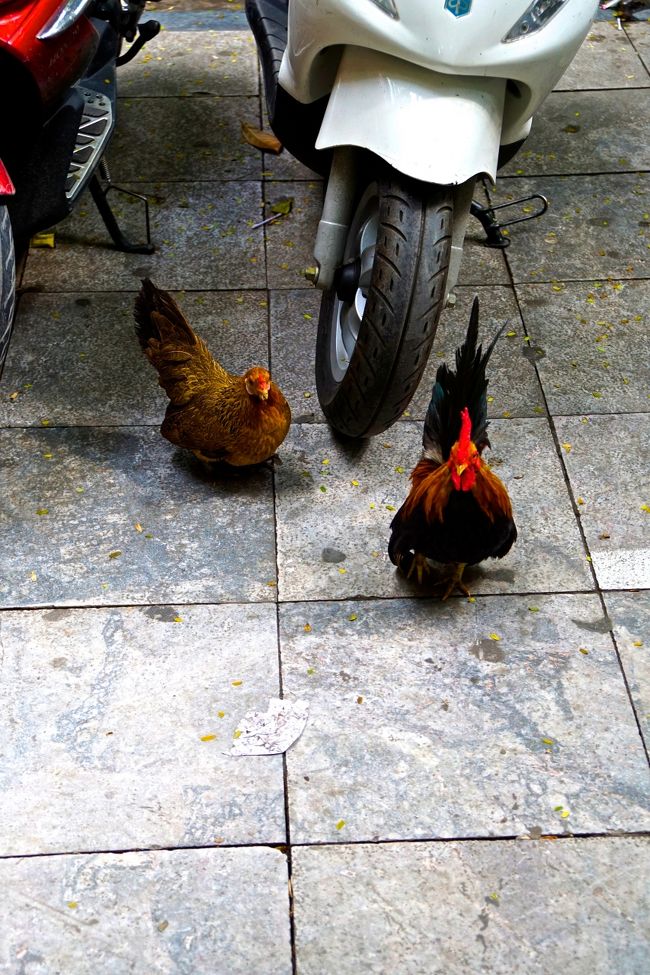 もうすぐ人間の胃袋の中に入れられそうだ<br />大きく育て<br />