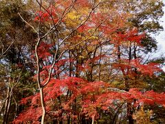 目的の月の石もみじ公園！
散っている木も多かったですが、赤く色付いたもみじに出会えました。

写真が多いので、ここで前編は終わりにして、月の石もみじ公園の様子は後編にて…。
続きもご覧いただけると嬉しいです^^

ここまでお読みいただきありがとうございました！