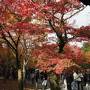 京都紅葉狩りと美食の旅１日目～東福寺・圓徳院・青蓮院・清水寺～