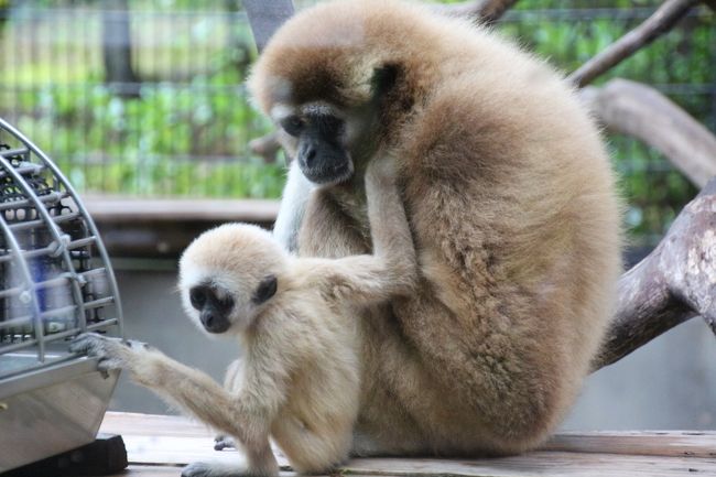 北陸新幹線で行く長野 石川 福井３県３園レッサーパンダ動物園めぐり ５ いしかわ動物園 アシカやブラッザグエンやシロテテナガザルの赤ちゃんに会えた アシカ アザラシたちのうみ から サルたちの森 まで 能美 川北 石川県 の旅行記 ブログ By まみさん