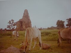 南群のドゥラーデオ寺院（のんびりと草を食べる痩せた牛たち）