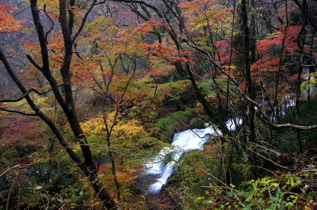 ◇禁断の渓谷・戸草川渓谷・みちのく最後の紅葉』いわき市(福島