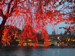 水上イルミネーションが開催される池の畔の紅葉