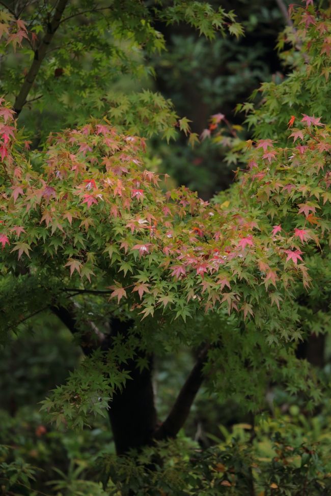 徳川園は、池泉回遊式の日本庭園です。<br />清流が滝から渓谷を下り海に見立てた池へと流れるありさまは、<br />日本の自然景観を象徴的に凝縮しています。<br /><br />