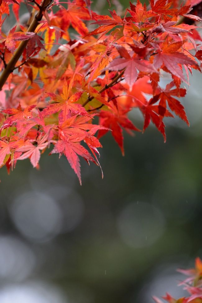 さらに、高低差の大きな地形、既存のまま取り入れた樹林、<br />立体的に迫る大きな岩組みが特徴で、<br />変化に富んだ景観を大胆に切り替える構成を用いて大名庭園の「荘厳さ」を<br />大観できるようになっております。<br /> 