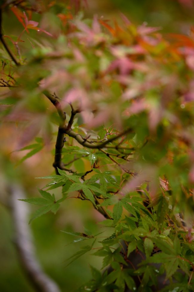 新緑や紅葉、牡丹や花菖蒲の花々など四季を通じて楽しめる庭となっておりますよ。<br />