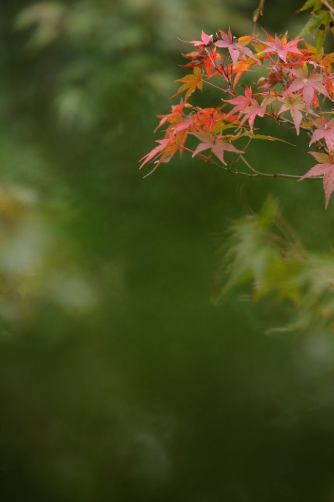 モミジは少し色づき始めてました。<br /><br />11月中旬、まだまだ温かかったので、色づきが遅いようですね^^