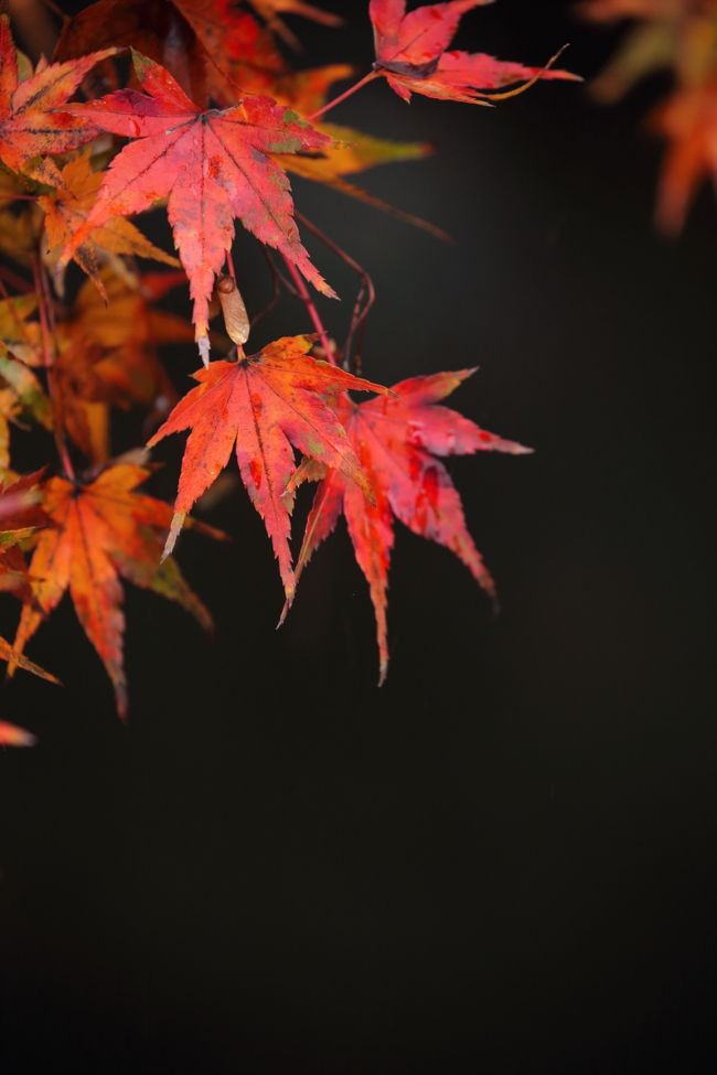 雨の効果で色が濃く見えました^^<br /><br />って考えると、やはり雨も悪くはない｡｡｡