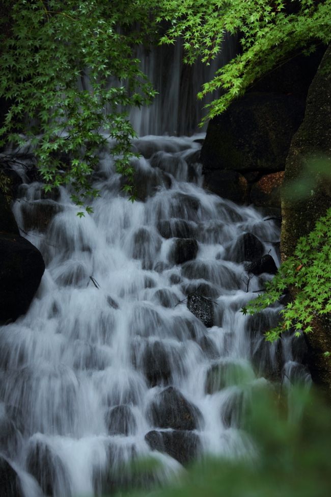 うぅぅ三脚が欲しかった〜。<br /><br />傘差し、手持ち、カメラバッグ持ち。<br />そしてシャッターを切っていたので、うまく行きませんね^^;<br /><br />でも、この一枚は気に入ってます♪