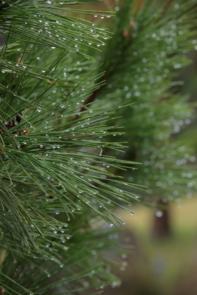 雨はそんなに強く降っていなかったので、助かりました。