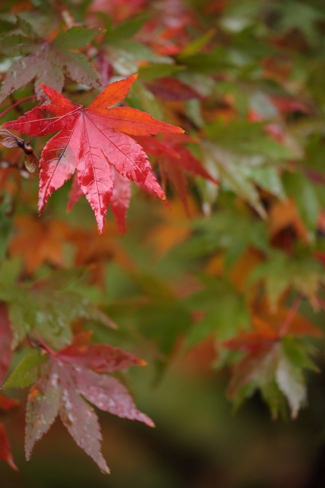 日本の四季のよさを改めて実感します。