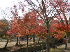 奈良公園の紅葉。修学旅行のときにクラスのやつが鹿に蹴とばされた記憶あり。