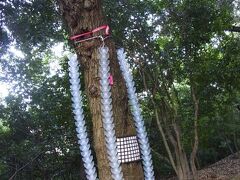 船岡山を上までは登らず、つっきって行きます。木々に虫取り？みたいなものがいっぱいつけられていて、なんだこりゃ？とそればっか見て歩いてたような＾＾；