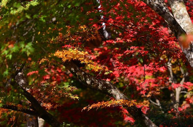 15紅葉 7 紅葉穴場 ひっそりたたずむ紅葉名所東光寺 湖東三山 多賀 東近江 滋賀県 の旅行記 ブログ By 風に吹かれて旅人さん フォートラベル 15紅葉 7 紅葉穴場 ひっそりたたずむ紅葉名所東光寺 湖東三山 多賀 東近江 滋賀県 の旅行記 ブログ By 風に吹かれて旅人さん フォートラベル