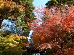 北鎌倉到着９：５２分。円覚寺。もうかなりの人が来ています。
綺麗に色づいてます。