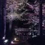 ２０１５年初冬・・・・・①大田黒公園紅葉ライトアップ
