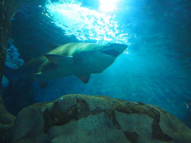 大きなサメ<br /><br />なかなかの迫力