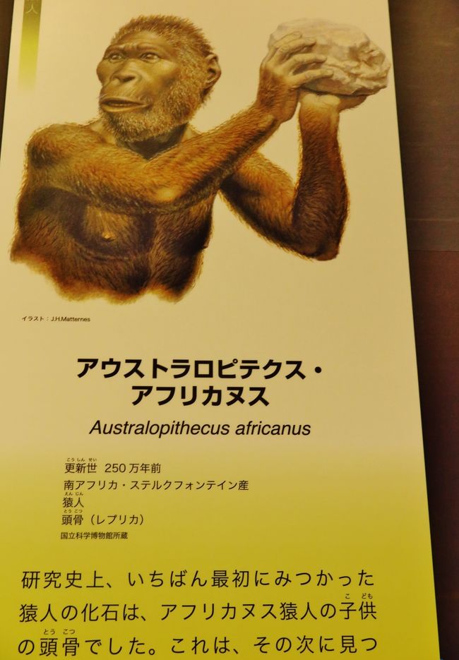 国立科学博物館d 生命大躍進 3 霊長類 人類への道はるか 進化の道すじは複雑 上野 御徒町 東京 の旅行記 ブログ By マキタン2さん フォートラベル 国立科学博物館d 生命大躍進 3 霊長類 人類への道はるか 進化の道すじは複雑 上野 御徒町 東京 の旅行記 ブログ By マキタン2さん フォートラベル