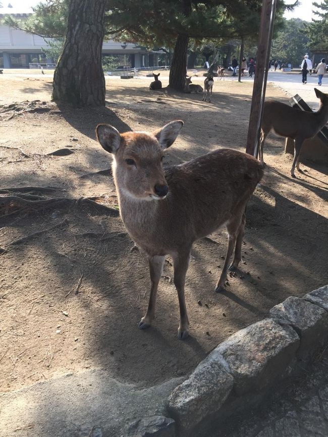 さっそく鹿がお出迎え。<br />鹿せんべいもってないけど近寄ってきます。