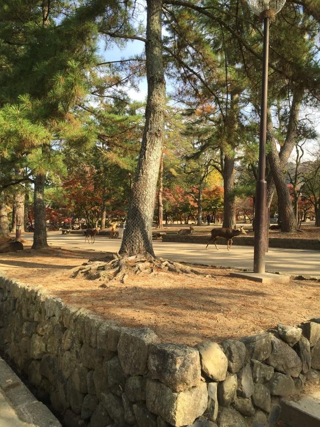 公園内歩くときは鹿のふんに注意ですよ。<br />あちらこちらにあり、鹿自身も自分のふんで滑ってたりしました。<br />