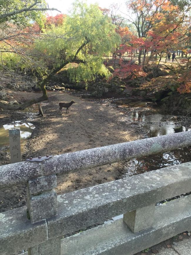 ちょっと和風バンビを思わせるような風景。<br />水を飲んだりしてました。
