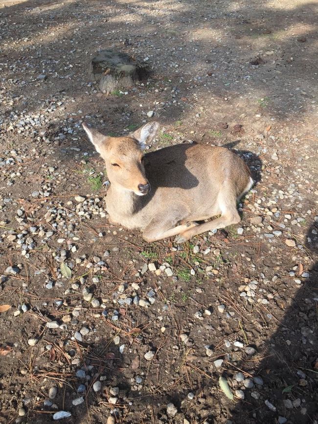 眺める鹿。<br />