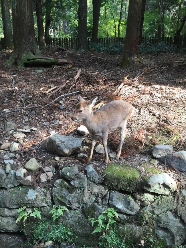 春日大社にむかう参道。<br />大人しめ。