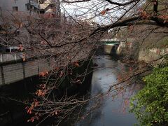 神田川沿いには桜の木が多くあります。
江戸川公園から新江戸川公園にかけて花見どころです。