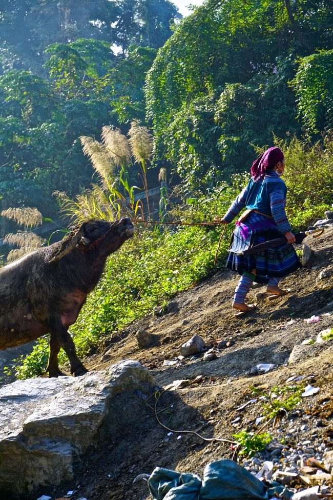 階段は上がれないので<br />坂を上がって水牛を移動