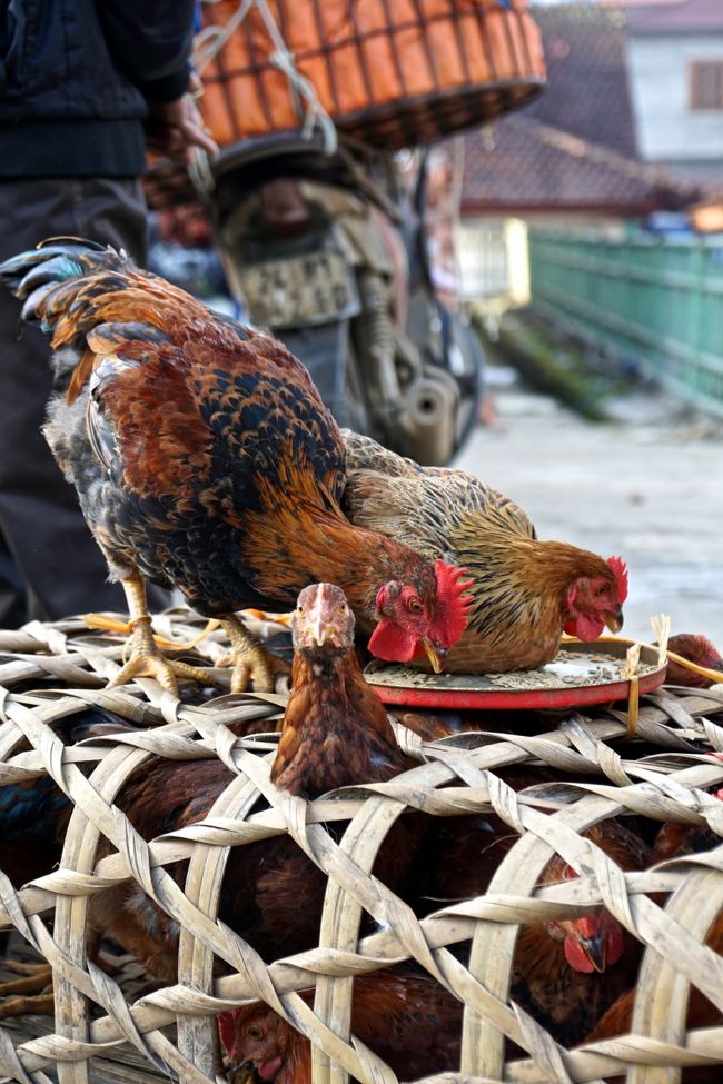 フレッシュなニワトリ買えますよ