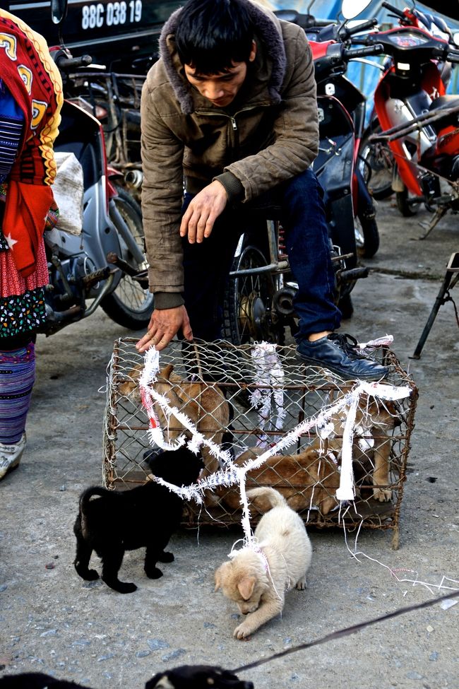 ベトナムは犬を食べる食文化があります<br />ベトナム戦争の時食べ物が無く犬を食べたとハノイのシクロの兄ちゃんが言ってた<br />子犬も少し大きくしてから食べるようです<br /><br />