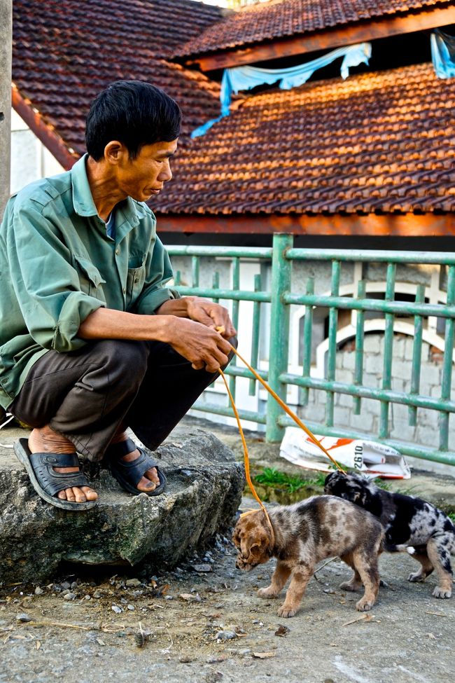 この地で生まれた犬は可哀想だ