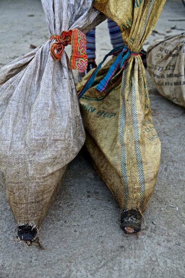 袋の端は穴があいて<br />ブタちゃん息ができるようになっています<br />２匹Get<br />格闘ごくろうさま