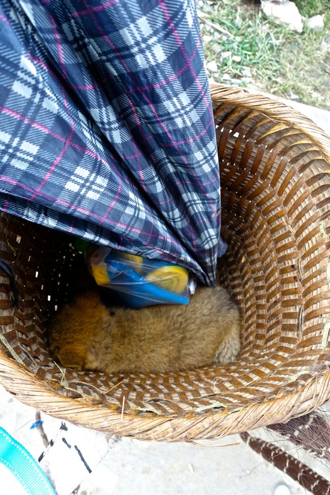 おばあちゃんの横の籠中には<br />市場で買った子犬がいました