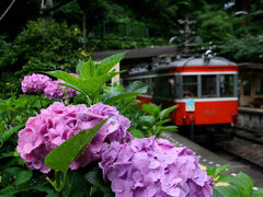 程なくして電車は出発するとその名の通り一気に「登山」を始めます。ひたすら急勾配を登り続け、ようやく最初の塔ノ沢駅に到着するとホームには見事に見頃を迎えたあじさいが。ここまで車窓にもあじさいはあったもののやや色あせてきていたのですがここのはちょうどいい感じ。それだけ高度が上がってきたのでしょうか・・・？