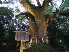 樹齢千年以上といわれている大楠。