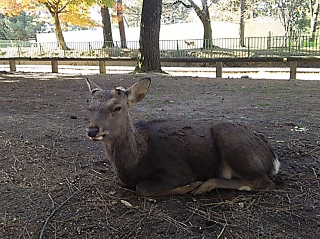 神様のおつかいの鹿
